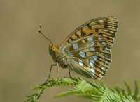 High-brown-Fritillary