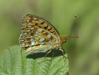 High-Brown-Fritillary