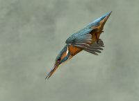 Kingfisher-female