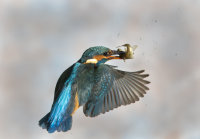 Kingfisher-female