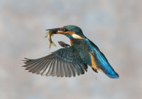 Kingfisher-female