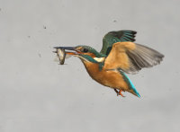 Kingfisher-female