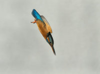 Kingfisher-female