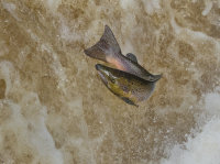 Atlantic-Salmon