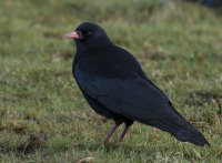 Chough