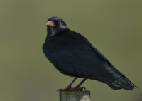 Chough