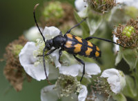 Long-horned-Beetle
