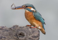 Kingfisher-female