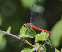 Ruddy-Darter-male