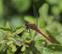 Ruddy-Darter-male