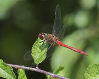 Ruddy-Darter-male