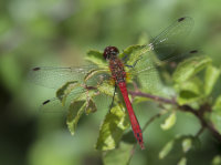 Ruddy-Darter-male