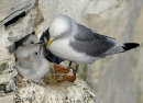 Kittiwake