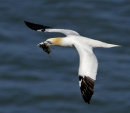 Gannet