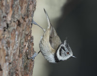 Crested-Tit