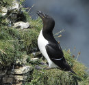 Razorbill