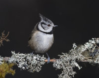 Crested-Tit