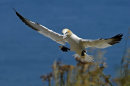 Gannet