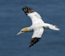 Gannet