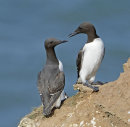 Guillemots