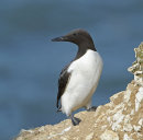 Guillemot