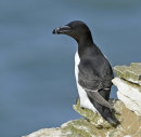 Razorbill
