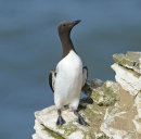 Guillemot