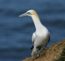 Gannet