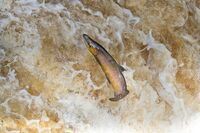 Atlantic-Salmon