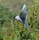 Arctic-Tern