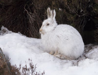 Mountain-Hare