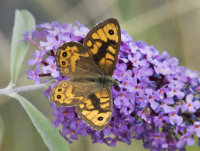 Wall