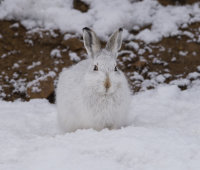 Mountain-Hare