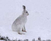 Mountain-Hare