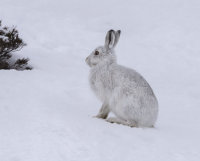Mountain-Hare