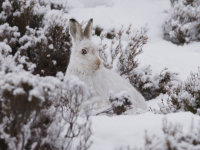 Mountain-Hare