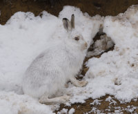 Mountain-Hare