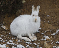 Mountain-Hare