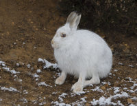 Mountain-Hare