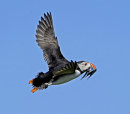 Puffin