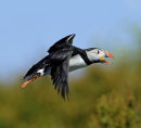 Puffin