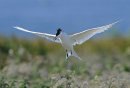 Sandwich-Tern