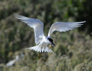 Sandwich-Tern
