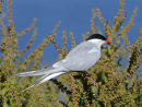Arctic-Tern