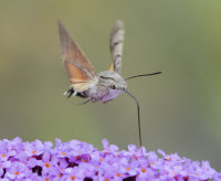 Hummingbird-Hawk-moth