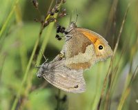 Meadow-Browns
