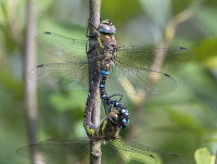 Migrant-Hawkers