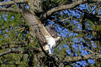 Osprey-Juvenile