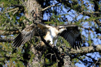 Osprey-juvenile