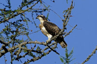 Osprey-juvenile